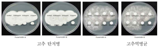 Fusaricidin A, B의 고추 탄저병 과 고추 역병에 대한 항균력 비교