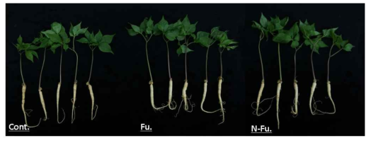 서방형 후사리시딘 처리에 의한 새싹인삼의 생육 비교