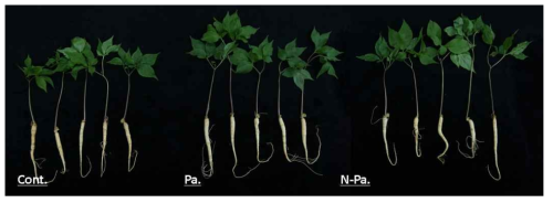 서방형 파로모마이신 처리에 의한 새싹인삼의 생육 비교