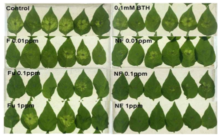 후사리시딘 및 서방형 나노후사리움 처리에 의한 고추 역병 억제력 증대효과