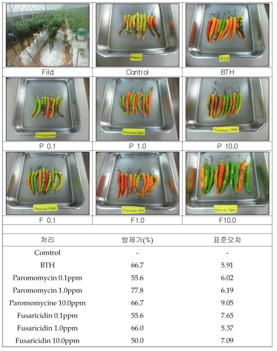 탄저병균 처리 7일 후 고추 대한 paromomycin과 fusaricidin의 방제 효과