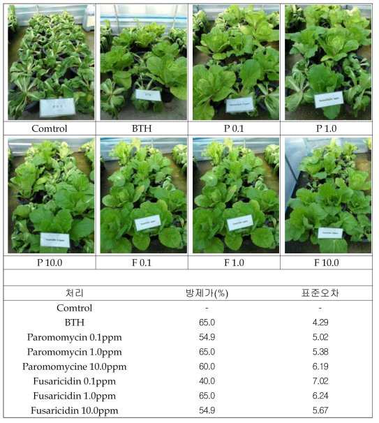 무름병균 처리 5일 후 배추에 대한 paromomycin과 fusaricidin의 방제 효과