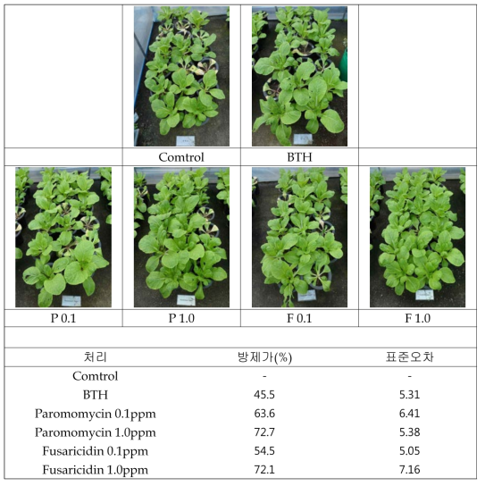 무름병균 처리 10일 후 배추에 대한 paromomycin과 fusaricidin의 방제 효과