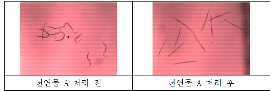 천연물 A 처리 전후의 뿌리혹선충의 모습 비교