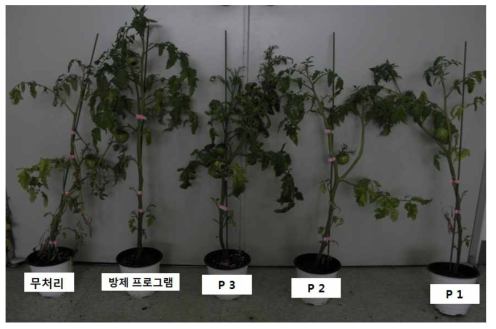 토마토에서 뿌리혹선충에 대한 각 약제 및 방제 프로그램 을 이용한 살선충 활성 검정