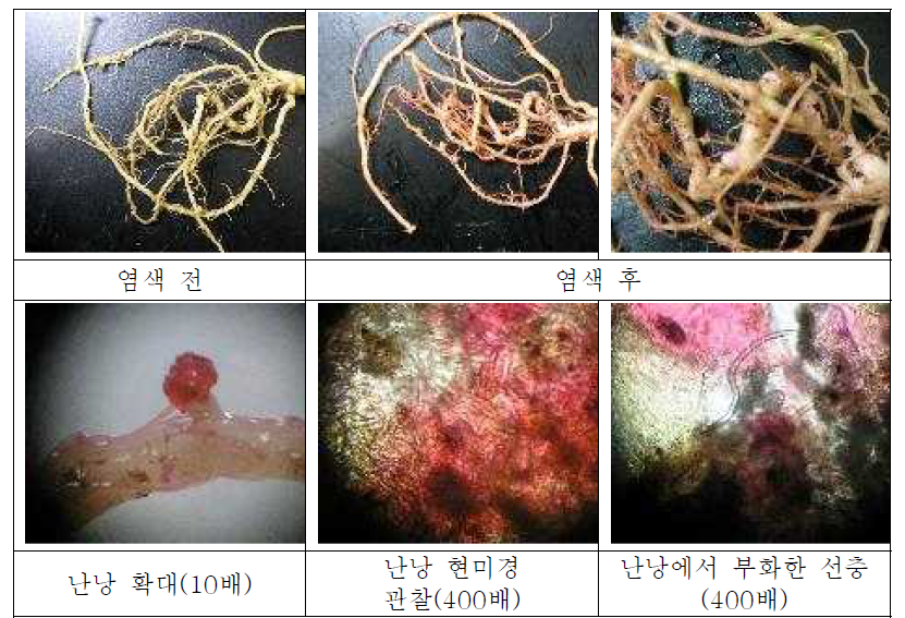 박OO님 농가에서 채취된 뿌리 관찰결과