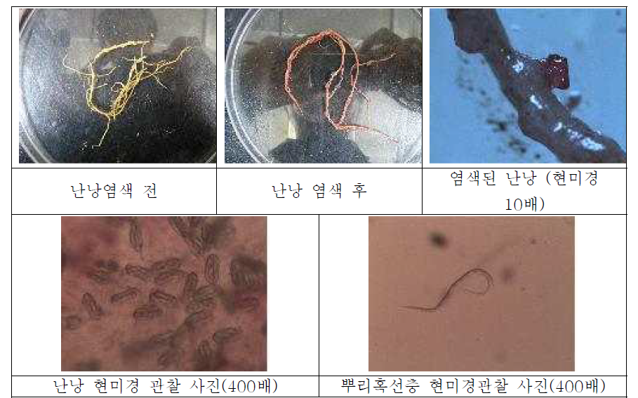 이OO님 농가에서 채취된 뿌리 관찰결과