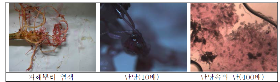 서OO님 농가에서 채취된 뿌리 관찰결과