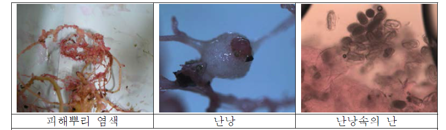 노OO님 농가에서 채취된 뿌리 관찰결과