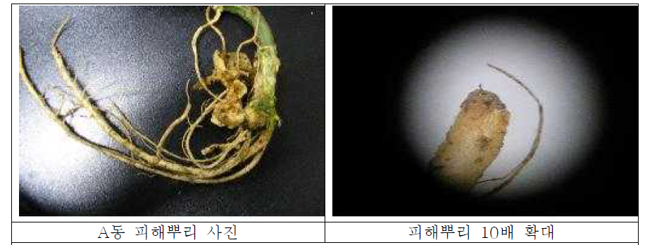 이명세님 농가에서 채취된 뿌리 관찰결과