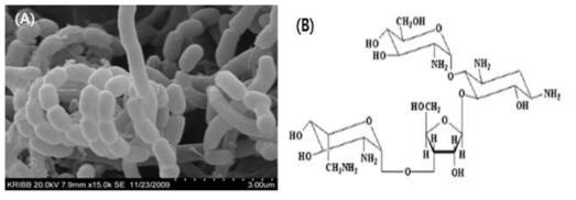 Streptomyces sp. AG-P 균주의 전자현미경사진, (B) Paromomycin구조