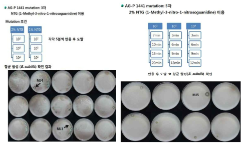 처리에 따른 고생산 변이주 선발 과정