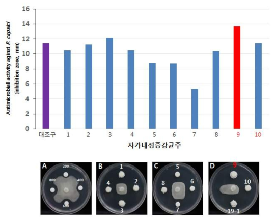 자가내성증강균주의 P. capsici에 대한 항균활성