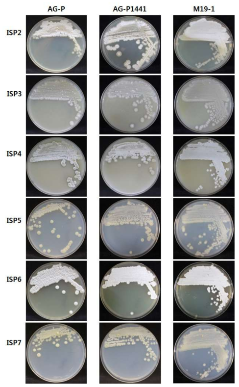 모균주 Streptomyces sp. AG-P와 변이주 AG-P1441, M19-1의 형태적 특징