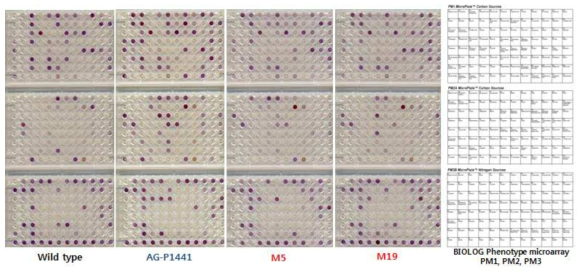 변이주 Streptomyces sp. AG-P 1441, M5 및 M19의 탄소원 및 질소원 이용성분석