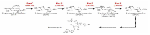 2-deoxystreptamine (2DOS) 을 통한 Paromomycin 생합성 경로와 conserved 생합성 유전자