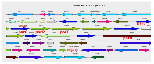 Streptomyces sp. A1-1균주의 draft genome sequencing 데이터 contig 35번에 존재하는 paromomycin 생합성 유전자 구조
