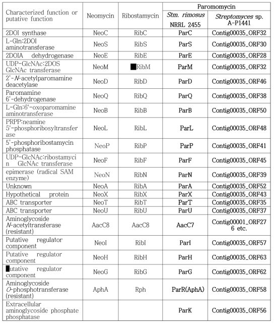 예상되는 paromomycin 생합성 유전자와 다른 aminoglycoside 항생제의 생합성 유전자 비교