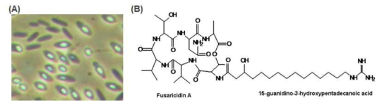 패니바실러스 폴리믹사균(A) 및 이로부터 생산된 항균성 대사산물 fusaricidin의 구조(B)