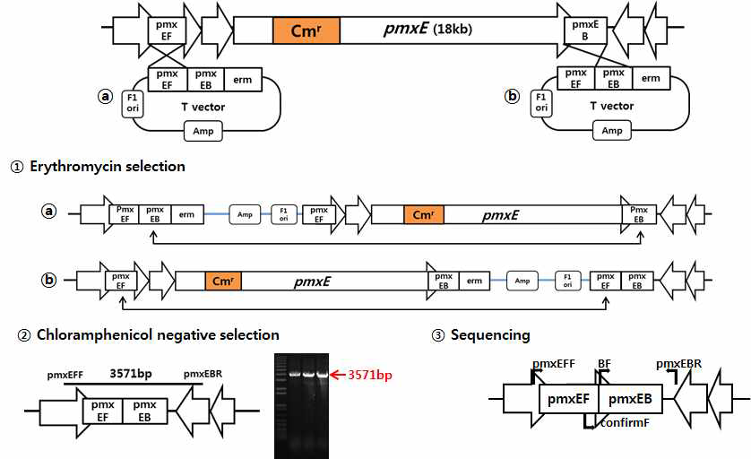 Polymyxin 유전자 내 Cmr 마커 제거과정 모식도