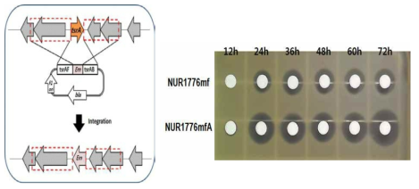 tsrA 유전자 불활성화를 위한 모식도 및 NUR1776mf균과 NUR1776mfA균주의 항균활성 비교