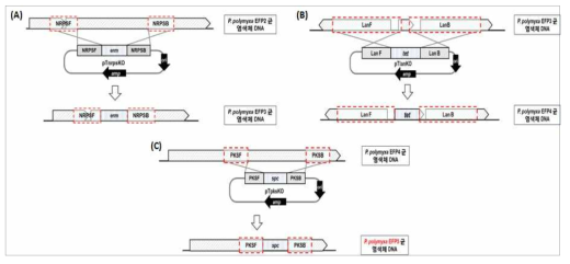 nrps1, lan1, pks1 유전자 불활성화 모식도