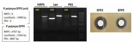 P. polymyxa EFP5균의 genotype 확인 및 EFP2균과 fusaricidin 생산성 비교