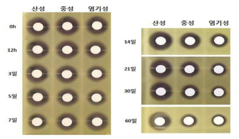 pH별 fusaricidin 항균활성변화