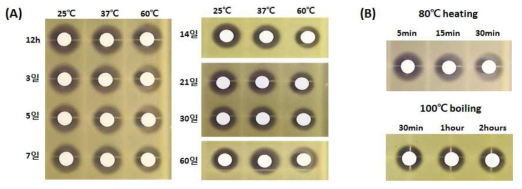 온도변화 (A) 및 열처리 시 (B) fusaricidin 항균활성변화