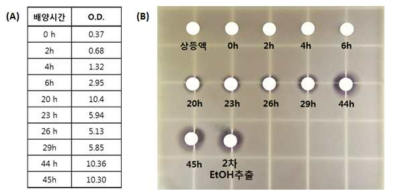 시간별 배양 시료의 OD600 (A) 및 항균 활성 (B)