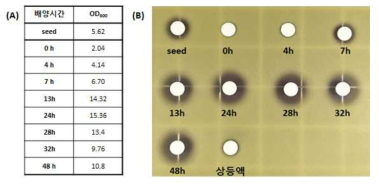 시간별 배양 시료의 OD600 (A) 및 항균 활성 (B)