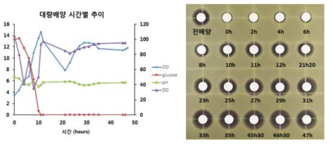 시간별 배양 시료의 pH, glucose양, DO, OD600 (A) 및 항균 활성 (B)