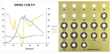 시간별 배양 시료의 pH, DO, OD600 (A) 및 항균 활성 (B)