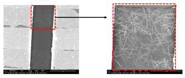 제작된 CNT 기반 센서의 CNT 영역 SEM 이미지