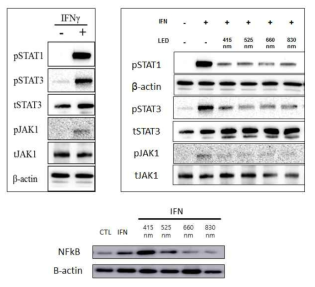 IFN 활성화된 모낭세포에서 JAK/STAT/NFkB 변화 관찰