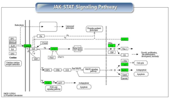 JAK-STAT Signaling Pathway