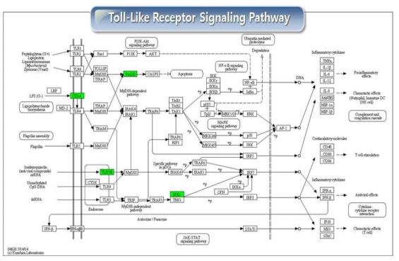 Toll-Like Receptor Signaling Pathway