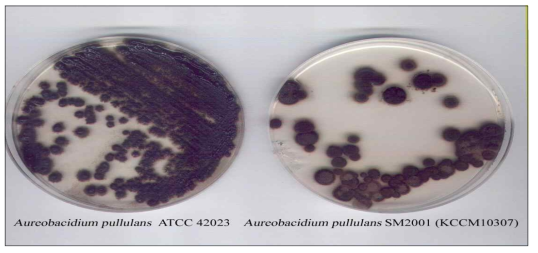 흑효모베타글루칸의 생산균주인 Aureobasidium pullulans SM-2001