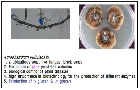 Aureobasidium pullulans의 배양체 및 특성