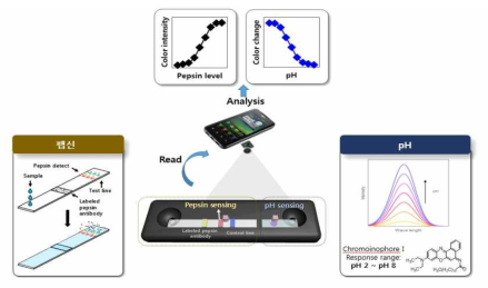 역류성 인후두염 진단을 위한 펩신 검출용 면역 스트립과 스마트폰 기반의 측정기 개념도