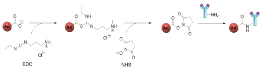 금 나노입자(AuNP)와 항체(Ab)를 결합 (conjugation)하기 위한 EDC-NHS 반응.