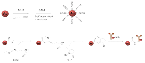 Gold nanoparticle 표면 활성화를 통한 AuNP-HRP-Ab conjugate의 합성.