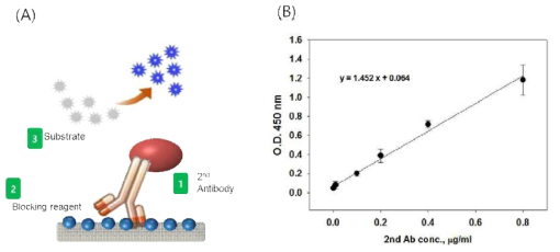 (A)HRP-Ab 비색법적 성능평가를 위한 모식도. (B) HRP-Ab농도 변화.에 따른분광학적 신호변화.