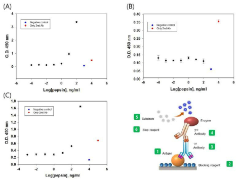 최적의 항원-항체쌍 (primary Ab)을 발굴하기 위한 indrect ELISA: (A)Antibodies Online사, (B) Santa Cruz Biotechnology, (C) US Biological사 primary Ab이용.