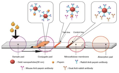 펩신 검출 스트립 개략도.