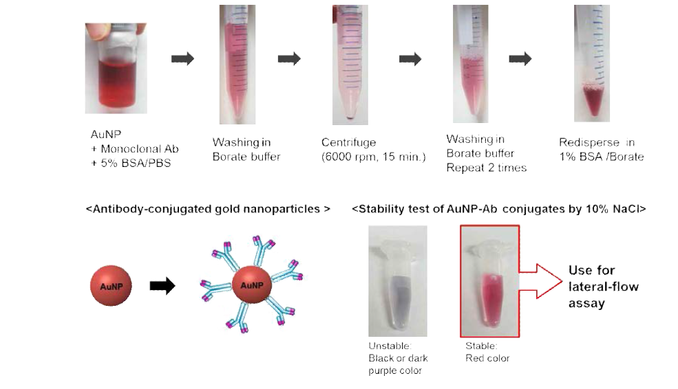 고밀도 AuNP-1st Ab Conjugate 합성법.