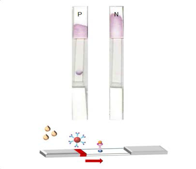 sample buffer의 조성변화: 10 mM PBS pH 7.2/ tween-20 0.5%/ bovine serum albumin 3% /methanol 10%.