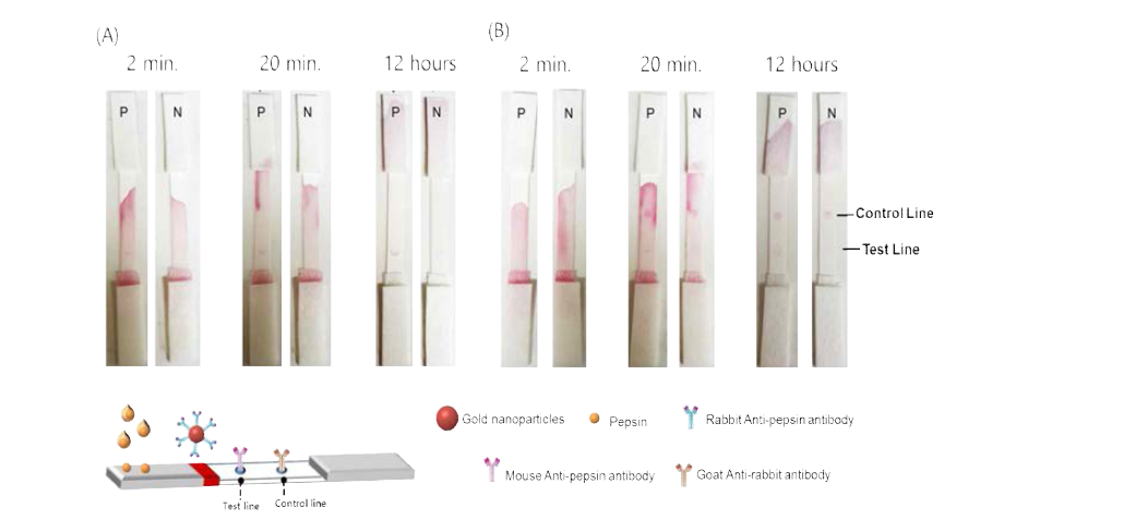 Gold nanoparticle의 size조절: (A) 20 nm AuNP-1st Ab, (B) 30 nm AuNP-1st Ab.