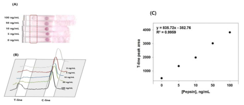 펩신의 농도에 따른 (A) 펩신검출실험결과 사진과 (B,C) 발색신호 세기 그래프.