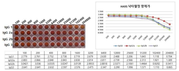 HA95 재조합 단백질 낙타혈청의 항체가 ELISA 결과